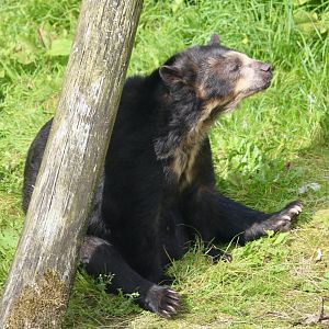 Alice, spectacled bear (Tremarctos ornatus) - August 2024
