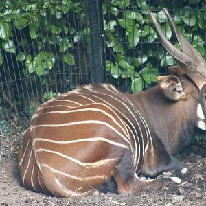 Male eastern bongo (Tragelaphus eurycerus isaaci) - August 2024