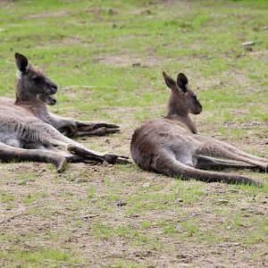 Eastern grey kangaroos (Macropus giganteus) - August 2024