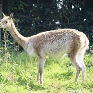 Vicuña (Lama vicugna) - August 2024