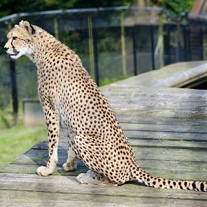 Mia, Sudan cheetah (Acinonyx jubatus soemmeringii) - August 2024