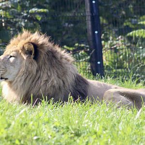 Qays, Barbary lion (Panthera leo leo) - August 2024
