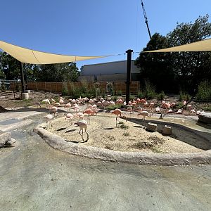 New 2024 Flamingo Exhibit