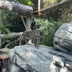Clouded Leopard