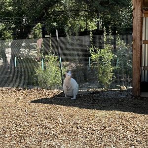 Marshmallow, Albino Wallaby