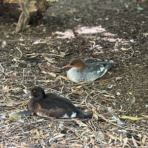 Scaly Sided Merganser