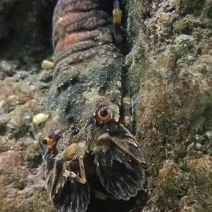Small European Locust Lobster - Marinarium de Concarneau