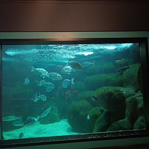 Grand Basin - Marinarium de Concarneau