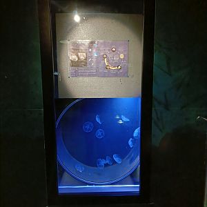 Moon Jellyfish tank - Marinarium de Concarneau