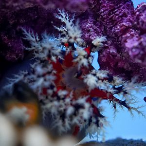 Australian Sea Apple