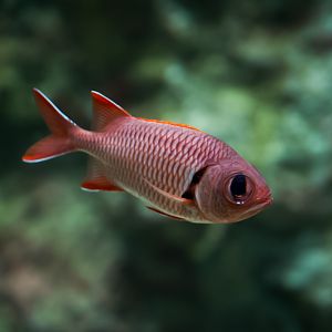 Big Eye Soldierfish