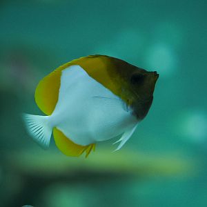 Pyramid Butterflyfish