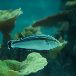 Yellow Stripe Wrasse