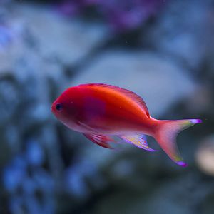 Square Block Anthias (Male)