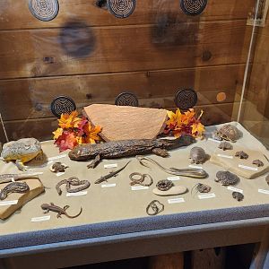 Bear Creek Nature Center (GA) - Herp display