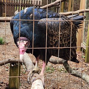 Bear Creek Nature Center (GA) - Turkey Vulture