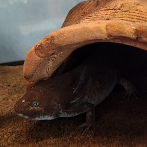 Bear Creek Nature Center (GA) - Axolotl