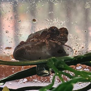 Bear Creek Nature Center (GA) - Dryophytes chrysoscelis