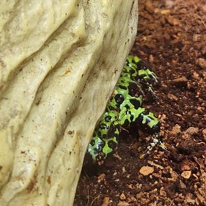 Bear Creek Nature Center (GA) - Bombina orientalis