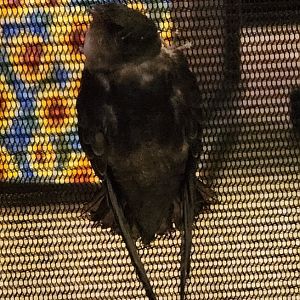 Bear Creek Nature Center (GA) - Chimney Swift