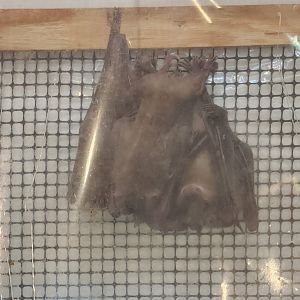 Bear Creek Nature Center (GA) - Egyptian Fruit Bat