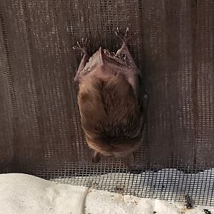 Bear Creek Nature Center (GA) - Big Brown Bat