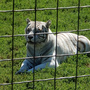 9/1/2024 - White Bengal Tiger