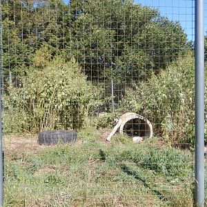 9/1/2024 - Tiger Exhibit