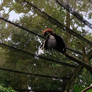Black Casqued Hornbill
