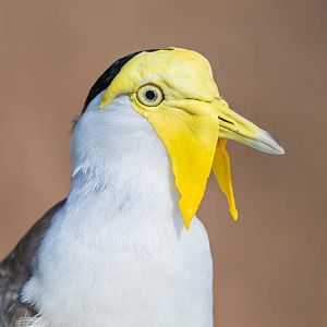 Masked Lapwing (Vanellus Miles)