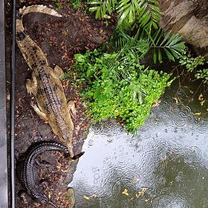 False Gharial