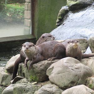 09 2024 - Asian Small-Clawed Otters
