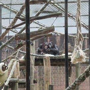 09 2024 - Adult chimpansees grooming, young male feeding