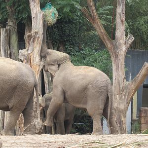 09 2024 - Adult Asian Elephant, female 'Kina' feeding