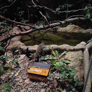 Small toothed palm civet