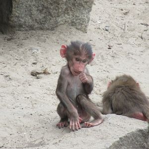 09 2024 - Young Hamadryas baboon