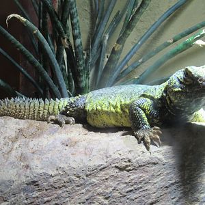 09 2024 - North African Spiny-Tailed Lizard