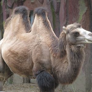 09 2024 - Bactrian Camel