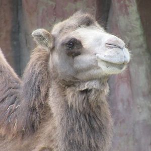 09 2024 - Bactrian Camel