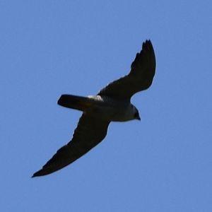 Peregrine Falcon ~ Hakuba