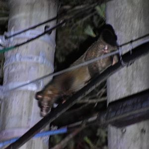 Masked Palm Civet ~ Hakuba