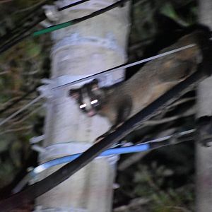 Masked Palm Civet ~ Hakuba
