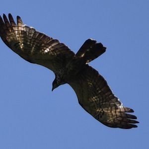 Oriental Honey Buzzard ~ Hakuba