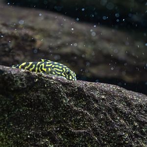 Loach ID - Stanice přírodovědců Praha