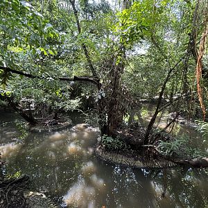 Saltwater Crocodile Exhibit
