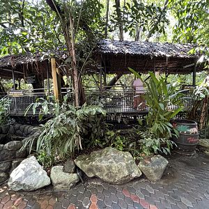 Saltwater Crocodile Exhibit