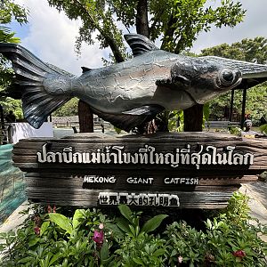 Mekong Giant Catfish Statue