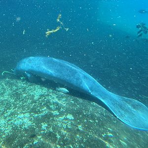 West African Manatee