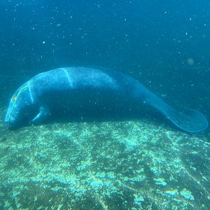West African Manatee