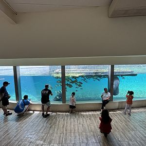 West African Manatee Exhibit